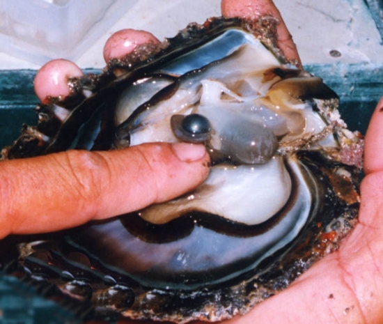naissance d'une perle de polyn&eacute;sie