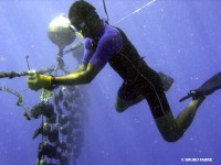 les huitres perlieres dans un lagon polynesien