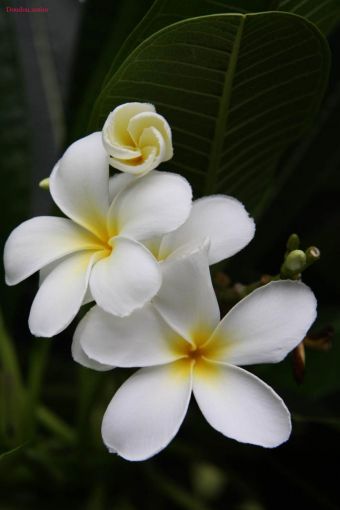 la fleur de tiar&eacute;