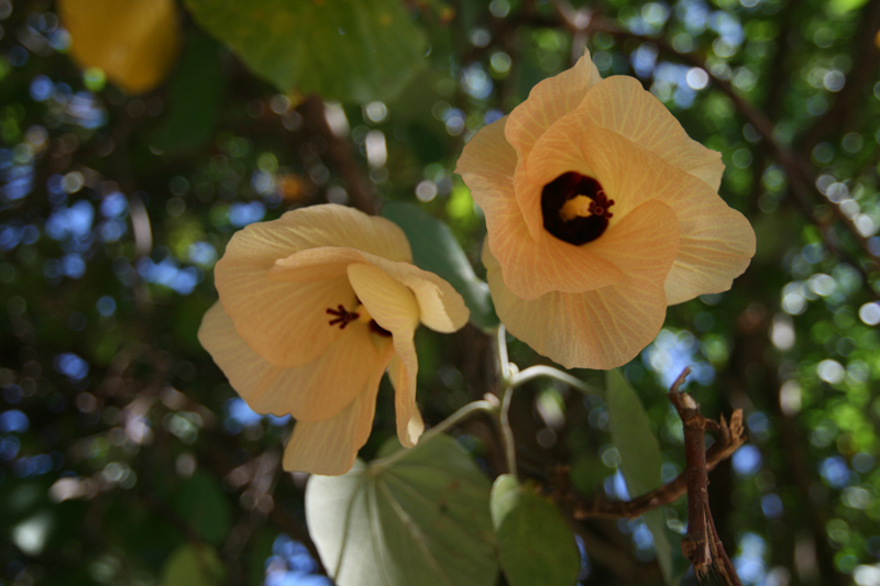 La flore des atolls de polynesie