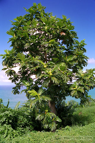 la flore de polyn&eacute;sie