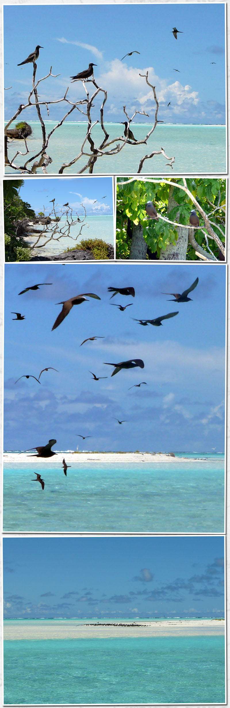 Les Oiseaux de polyn&eacute;sie