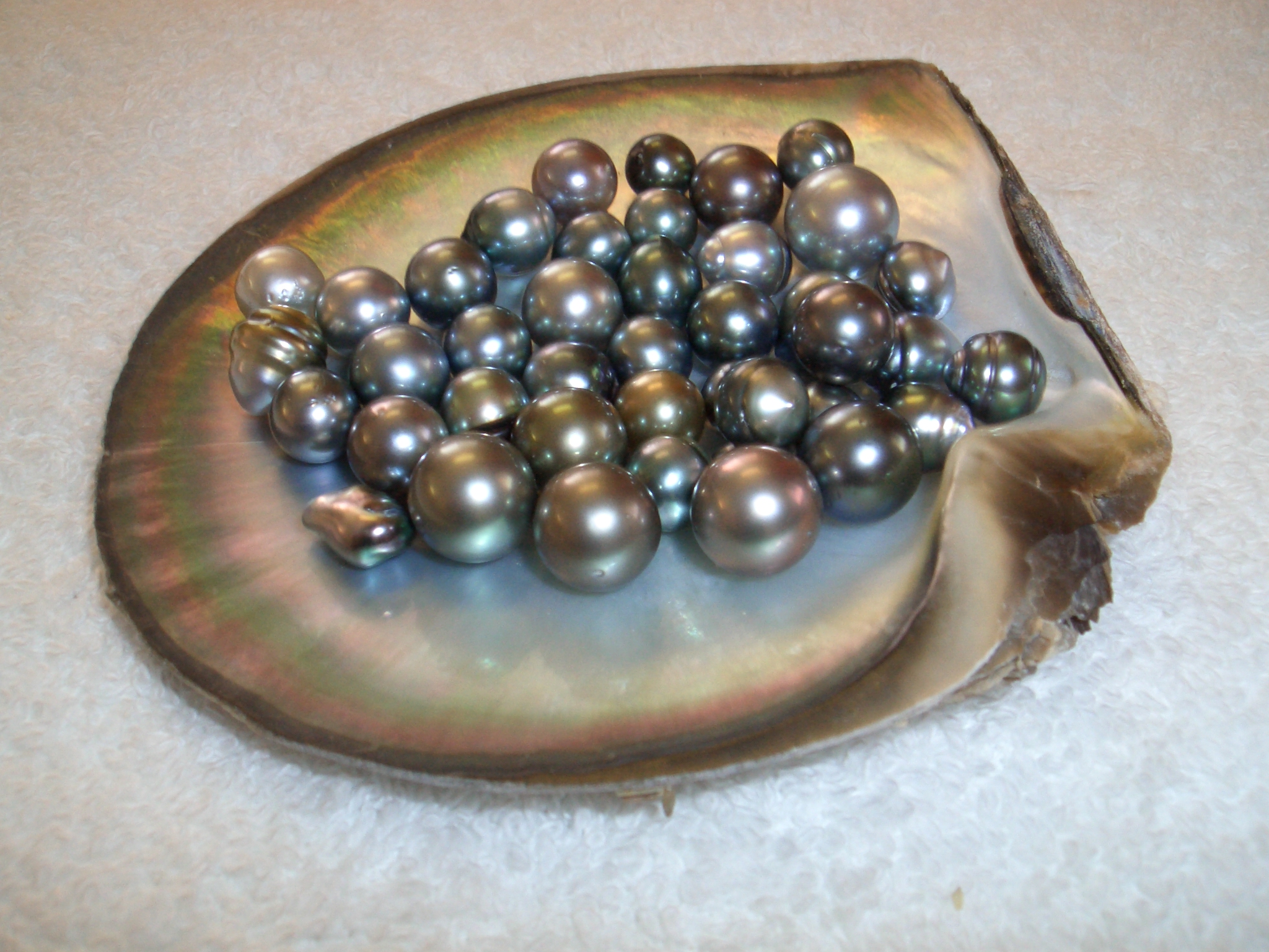 huitre et ses perle de tahiti