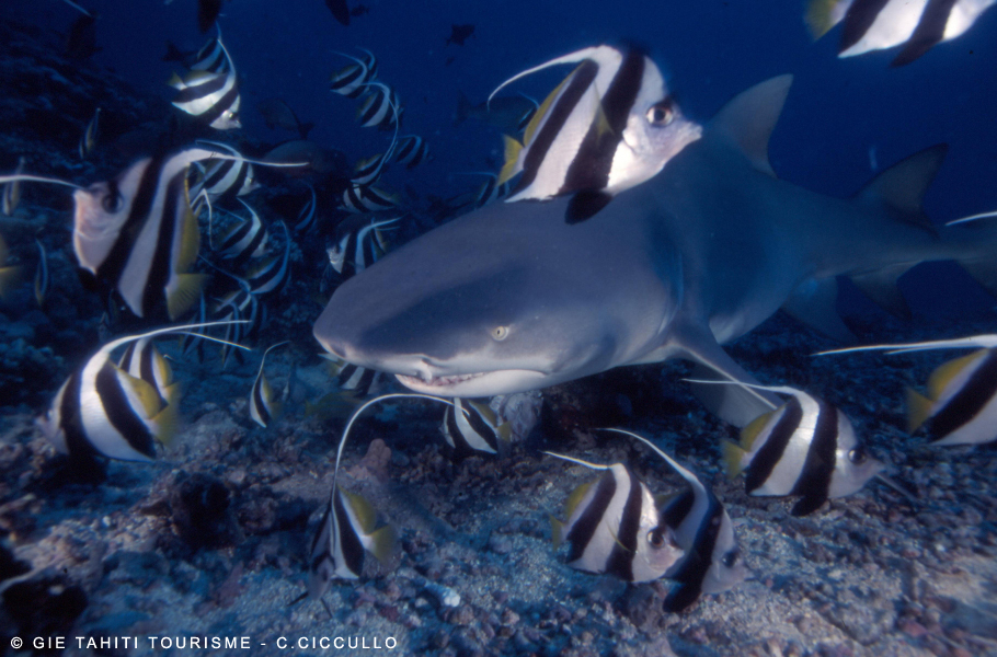 plong&eacute;e sur l'&icirc;le de manihi
