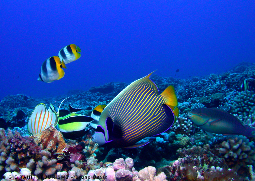 faune et flor de manihi